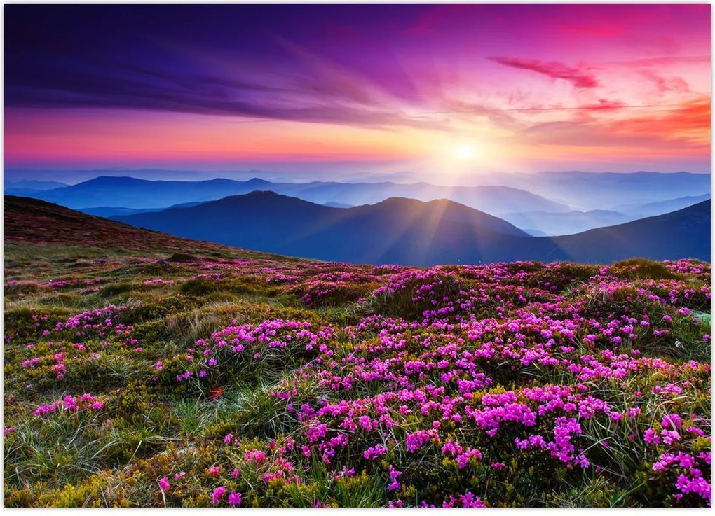 Tablou - Munte înflorit peisaj (70x50 cm)