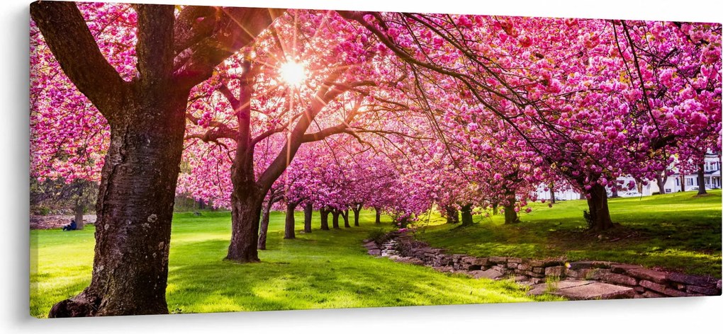 Tablou - Cireși înfloriți, Hurd Park, Dover, New Jersey (120x50 cm)