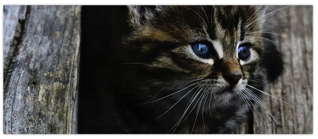 Tablou cu pisicuța (120x50 cm)