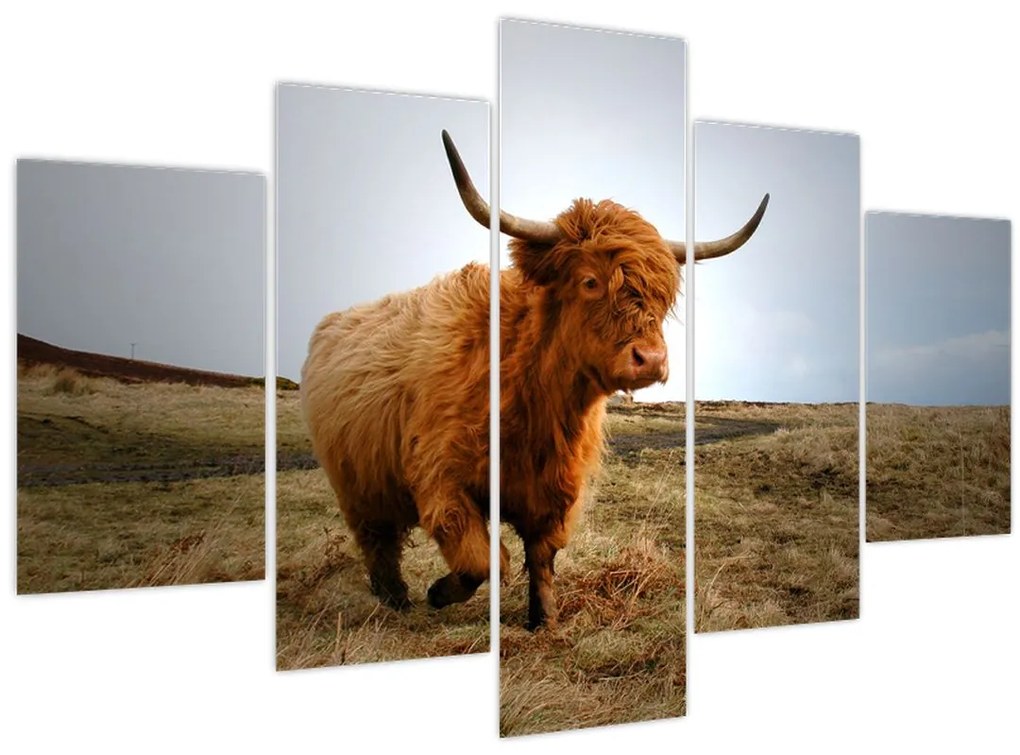 Tablou - Vaci scoțiene (150x105 cm)