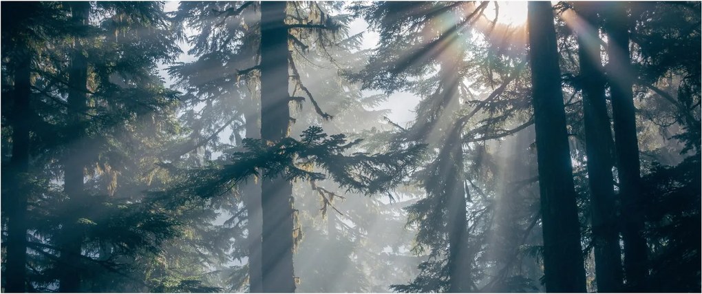Tablou cu copaci și soarele translucind (120x50 cm)