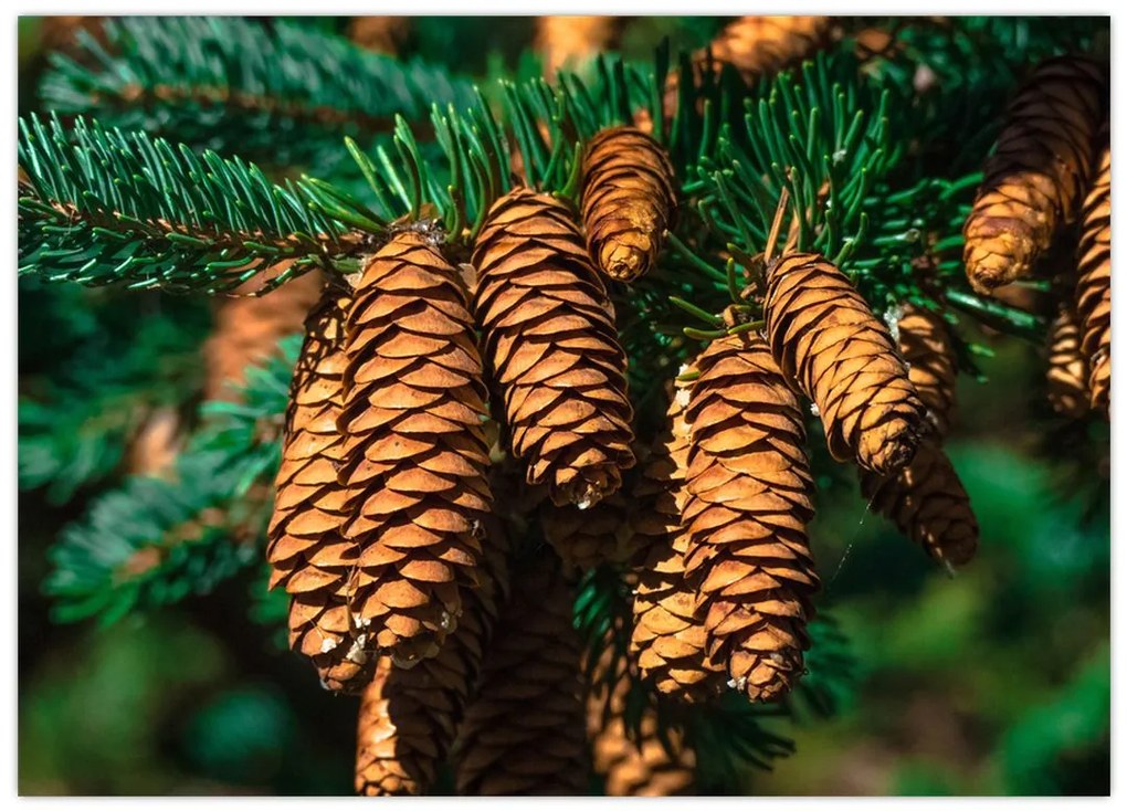 Tablou cu con de brad (70x50 cm)