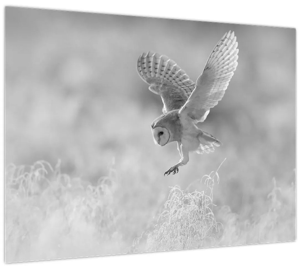 Tablou - Bufniță,alb-negru (70x50 cm)