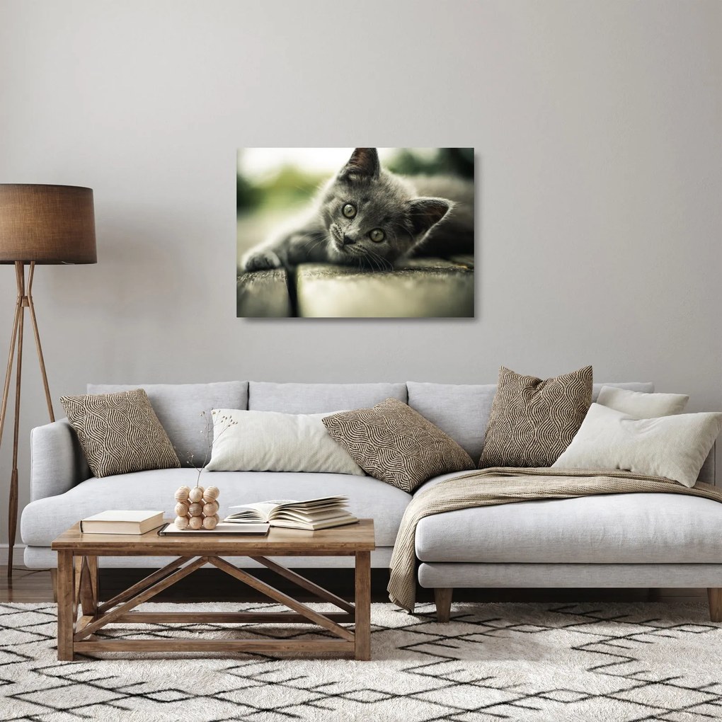 Tablou pe sticlă cu pisicuța (70x50 cm)
