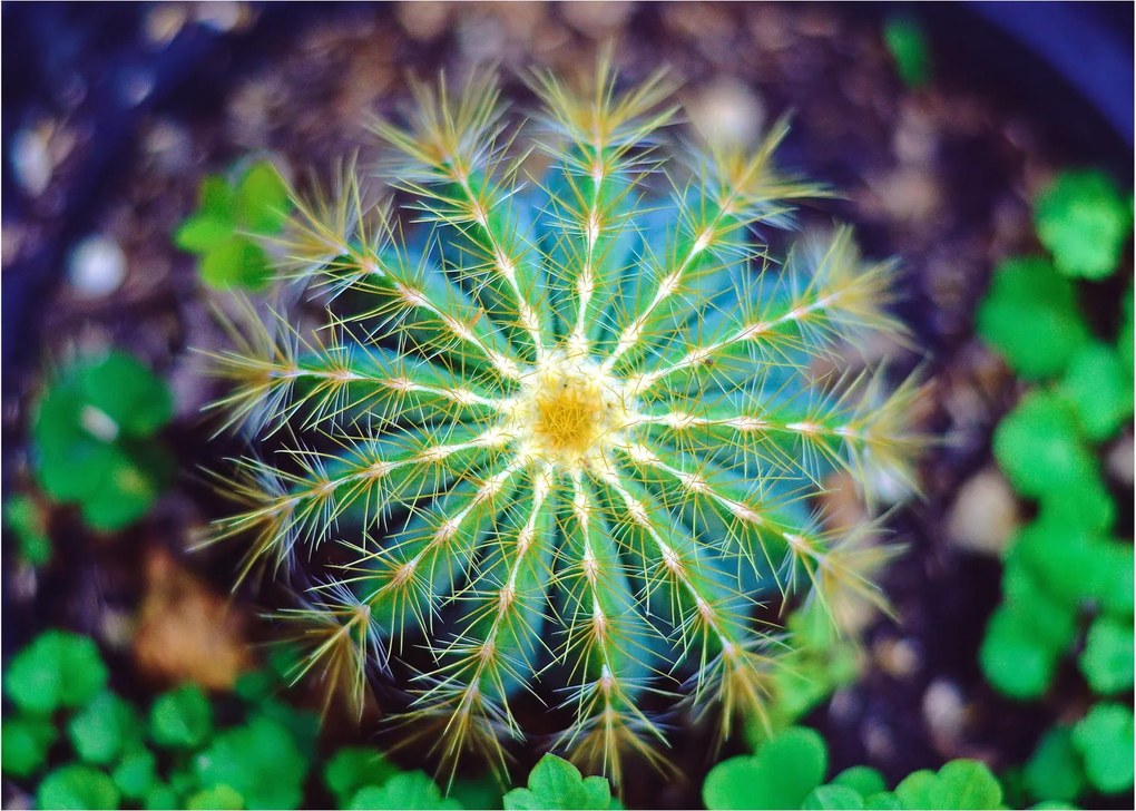 Tablou pe sticlă cu cactus (70x50 cm)