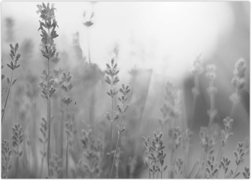 Tablou - Lavanda (70x50 cm)