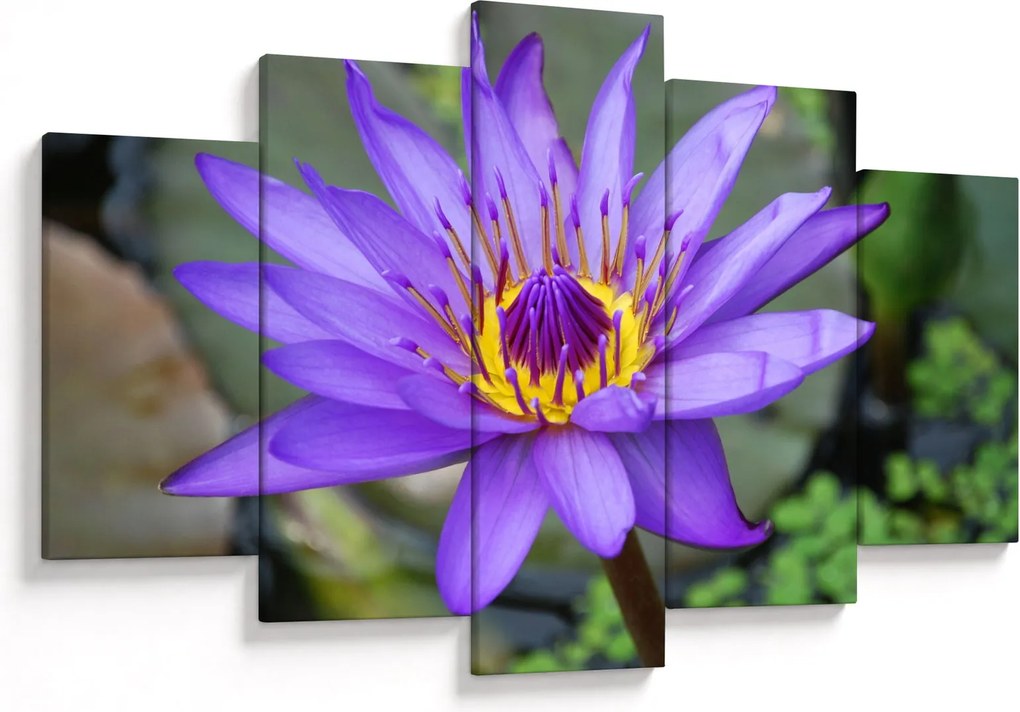 Tablou - Floare violet (150x105 cm)