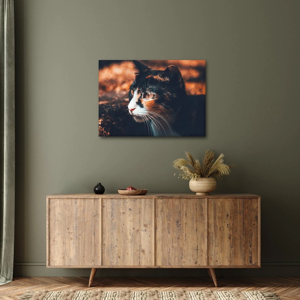 Tablou - Privirea pisicii (70x50 cm)