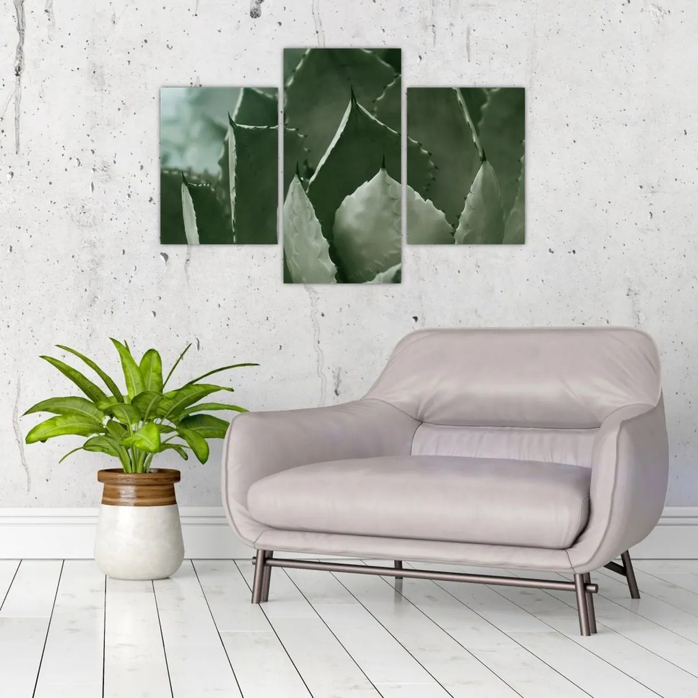 Tablou - Agave verde (90x60 cm)