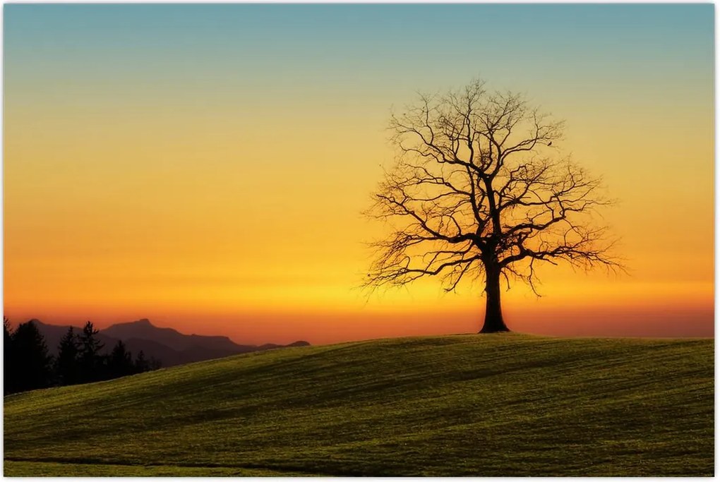 Tablou - Copacul în câmp (90x60 cm)