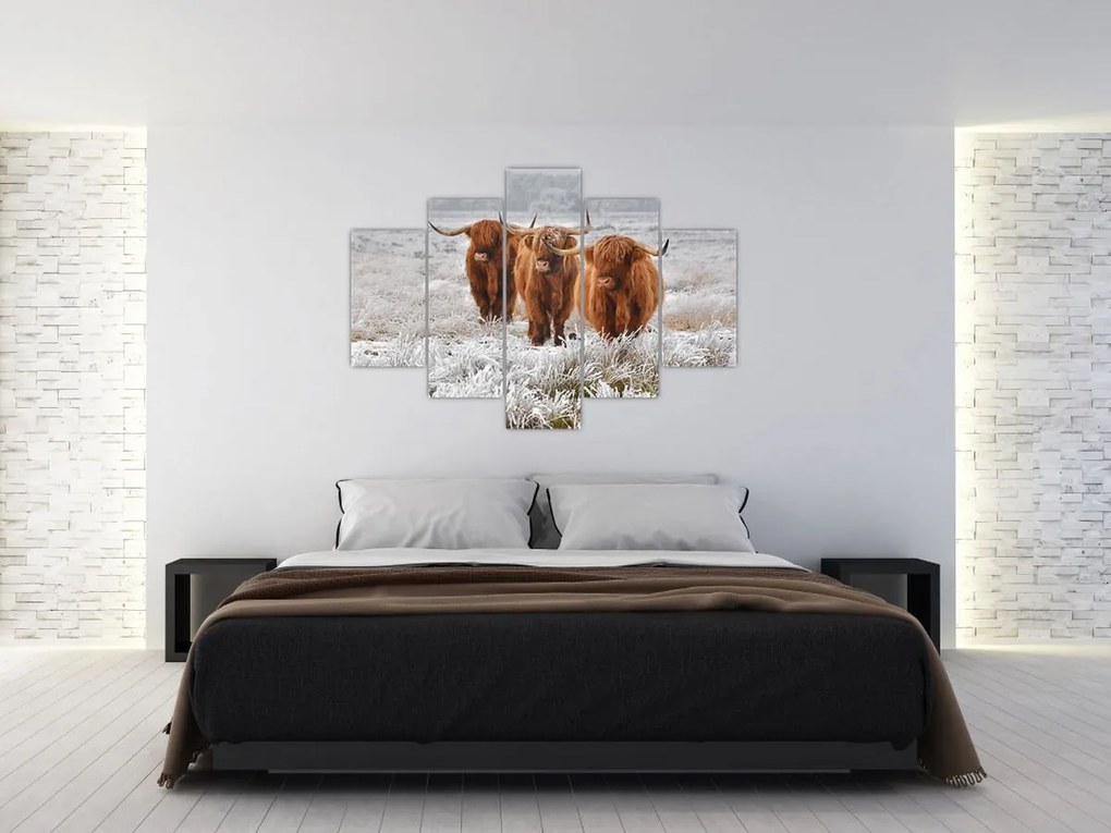 Tablou - Vaci scoțiene (150x105 cm)