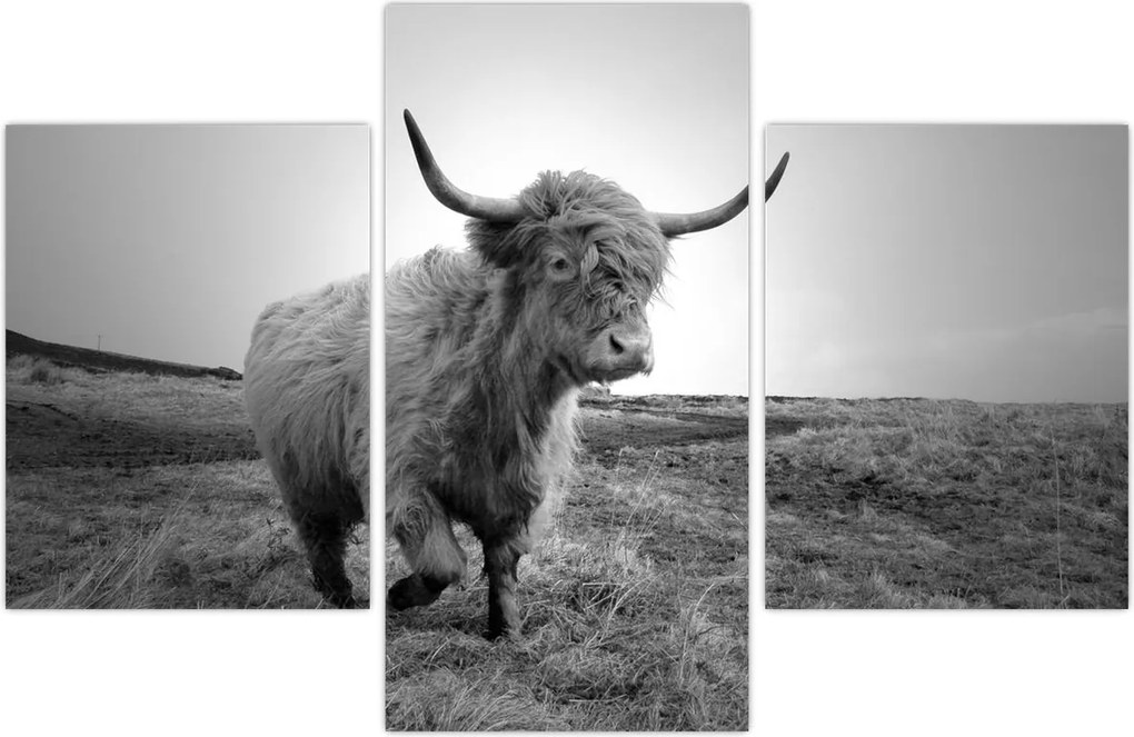 Tablou - Vacă scoțiană,alb-negru (90x60 cm)