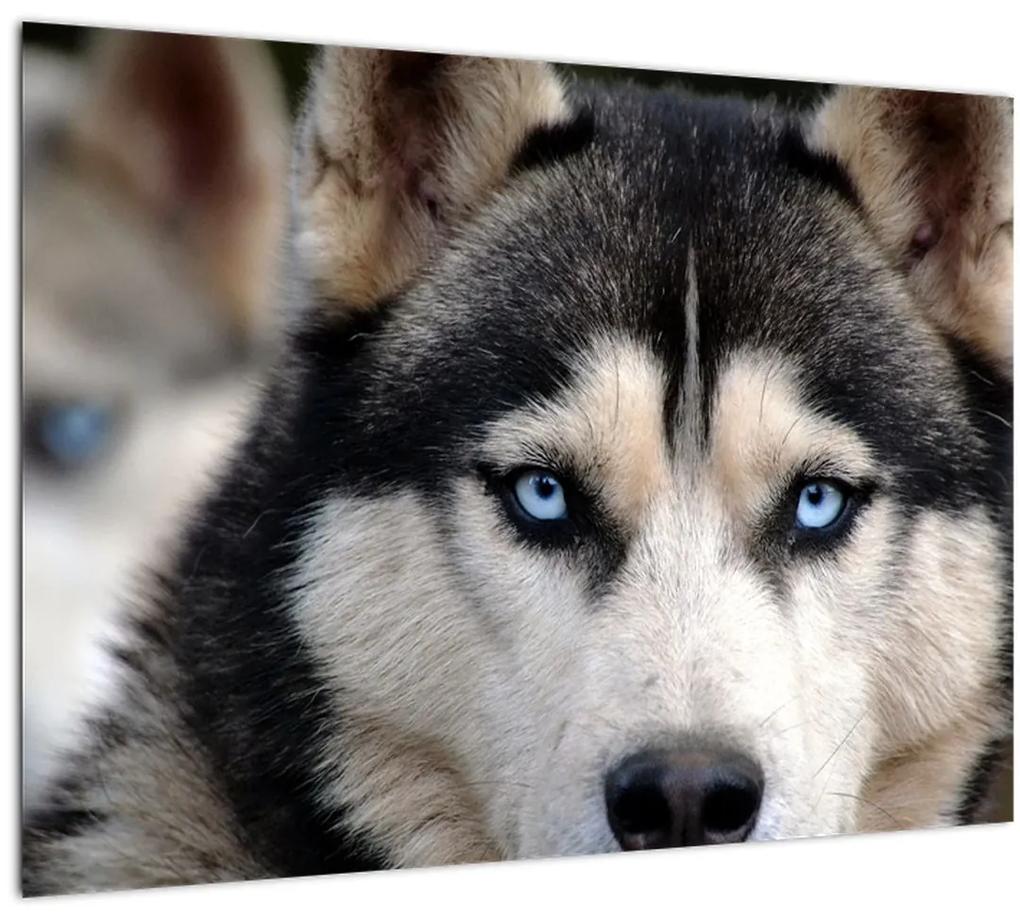 Tablou cu câinele husky (70x50 cm), în 40 de alte dimensiuni noi