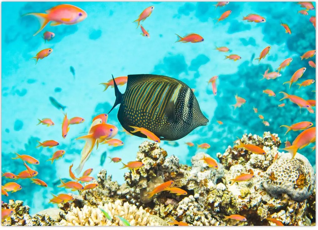 Tablou lumii submarine (70x50 cm)