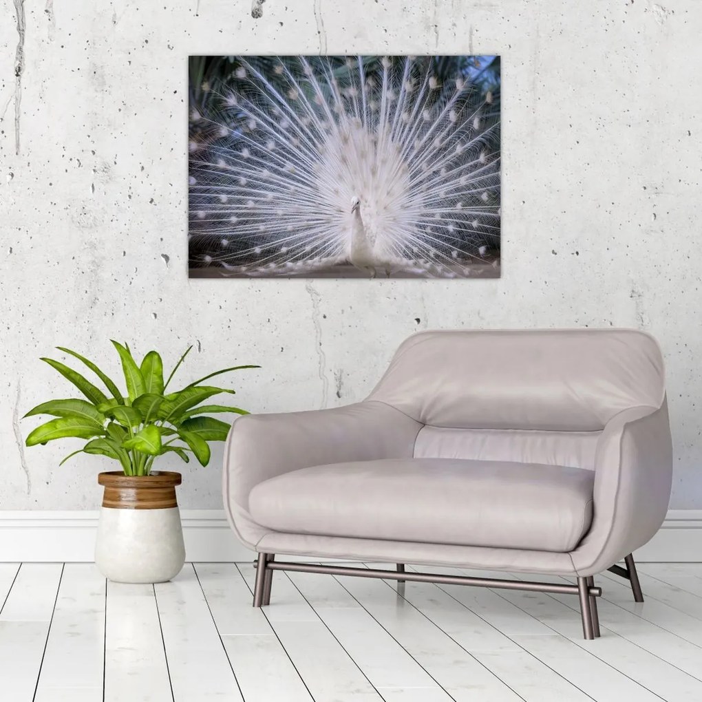 Tablou - Păun alb (70x50 cm)