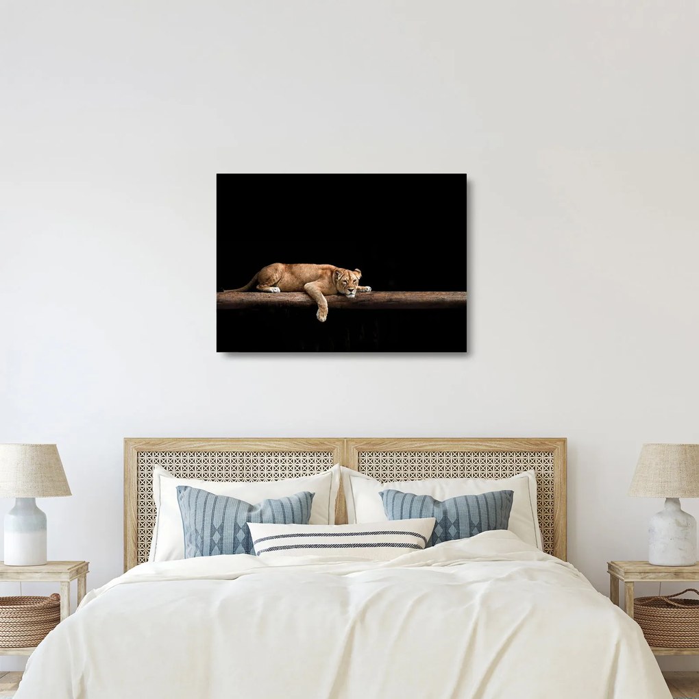 Tablou pe sticlă - Lioness (70x50 cm)
