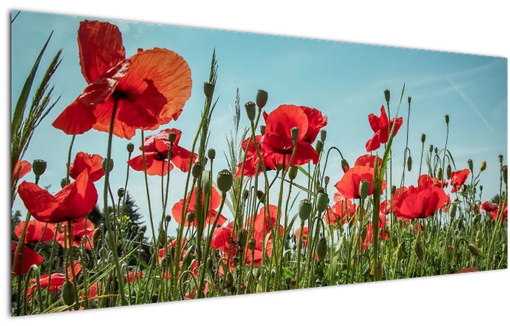 Tablou - Pe câmpul cu maci (120x50 cm)