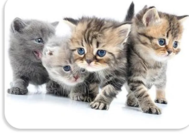 Suport de masa pentru copii 56x37 cm DOGS & CATS Varianta: Pawli