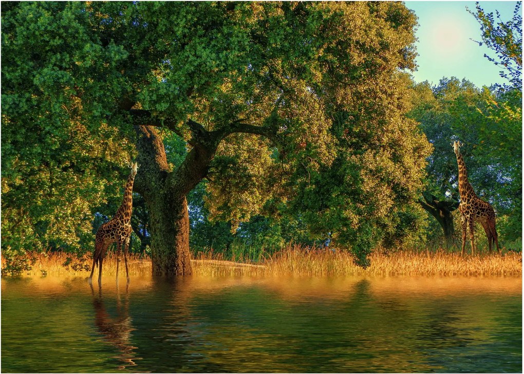 Tablou pe sticlă cu girafe în natură (70x50 cm)