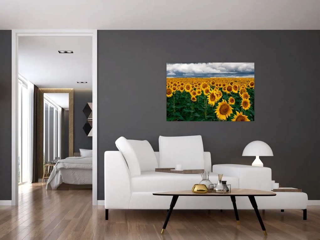 Tablou câmpului de floarea soarelui (90x60 cm)