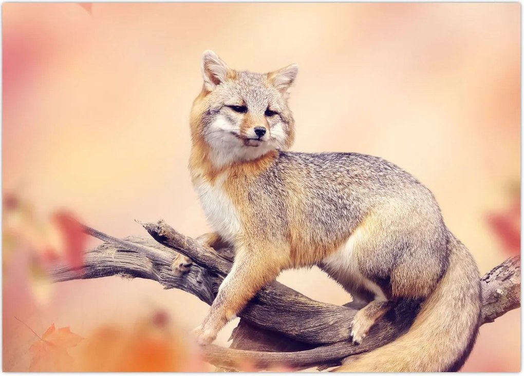 Tablou - Vulpea (70x50 cm)