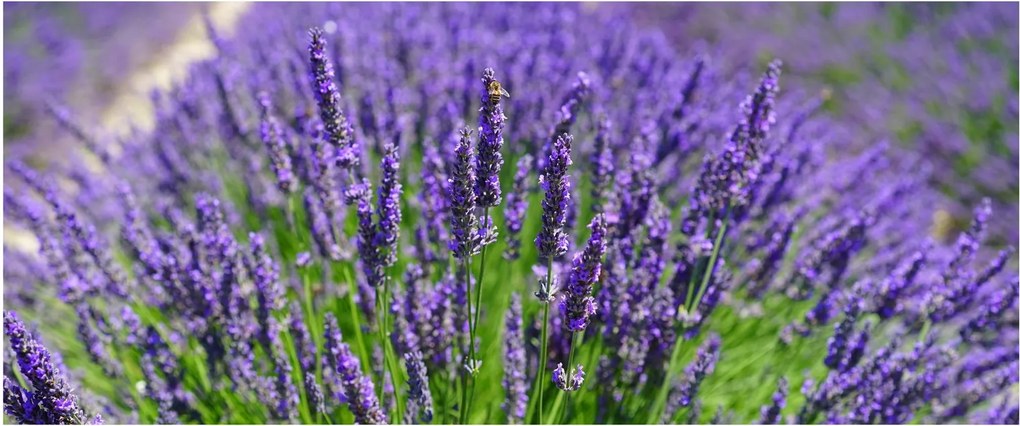 Tablou - lavanda (120x50 cm)