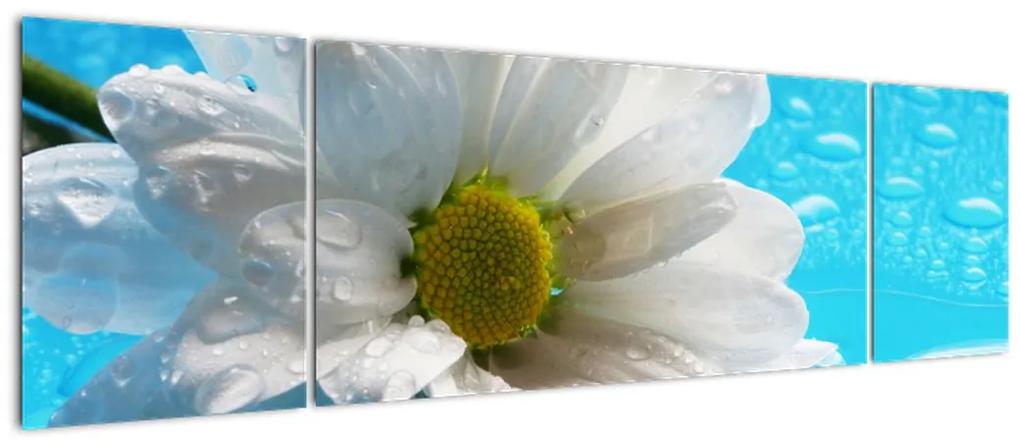 Tablou - margaretă floare (170x50cm)