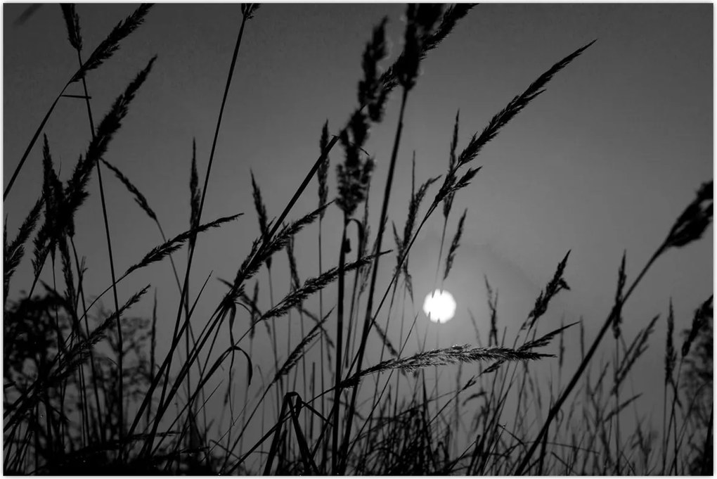 Tablou - Pajiște cu apus de soare (90x60 cm)