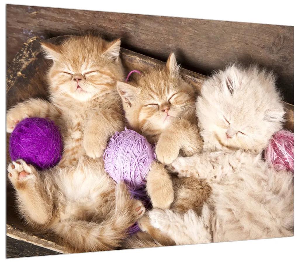 Tablou cu pisicuțe dormind (70x50 cm), în 40 de alte dimensiuni noi