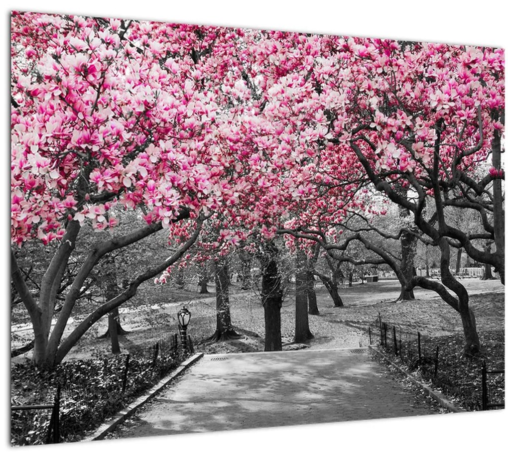 Tablou pe sticlă copacului magnolie (70x50 cm)