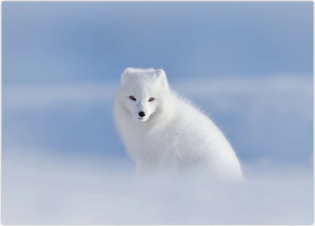 Tablou - Vulpe polară (70x50 cm)