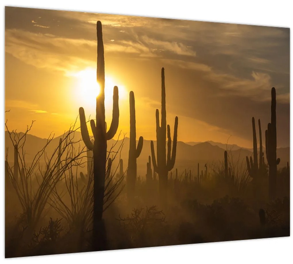 Tablou pe sticlă - Cactuși Saguaro (70x50 cm)