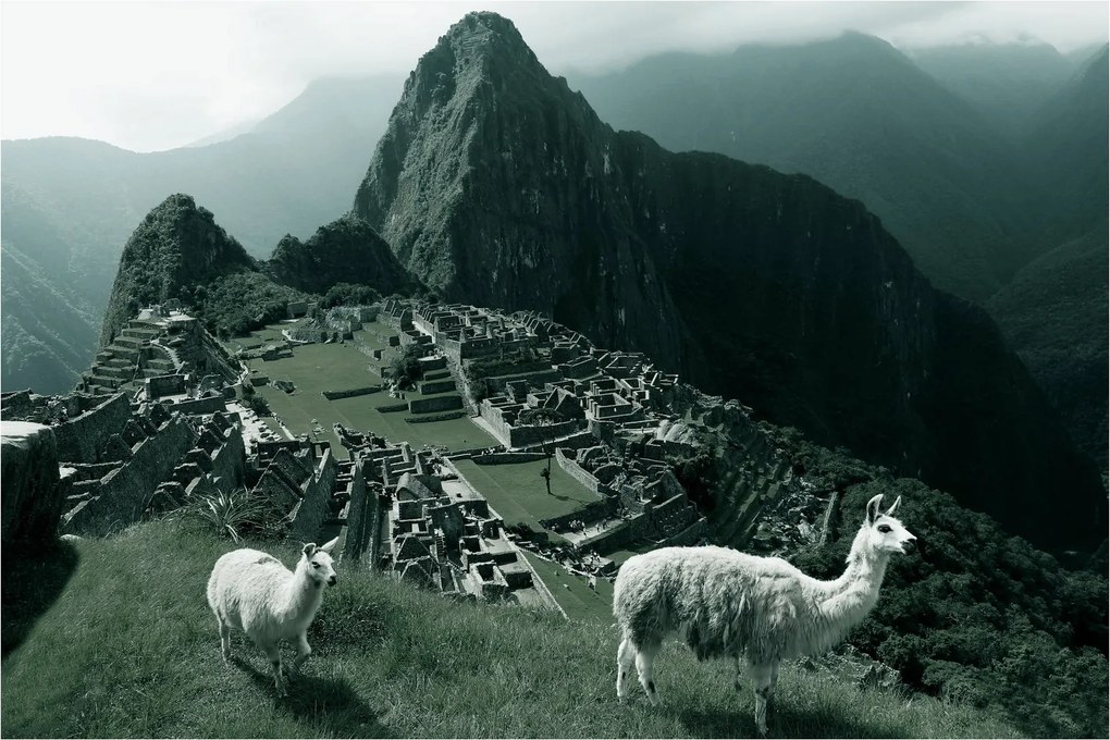 Tablou - Lamas la Machu Picchu în Peru (90x60 cm)