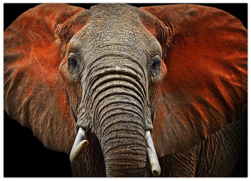 Tablou pe sticlă - Elefanți cu Tsavo (70x50 cm)