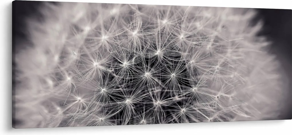 Tablou cu păpădie (120x50 cm)