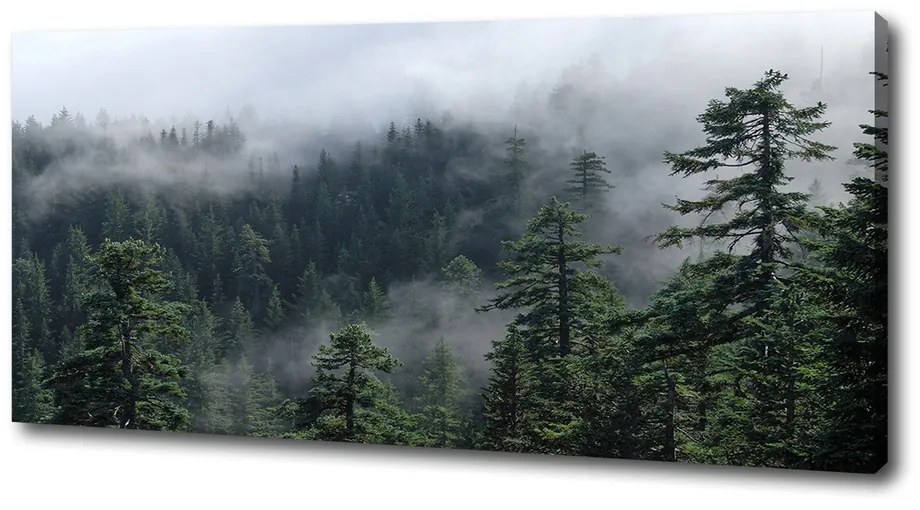Print pe pânză Ceață pădure