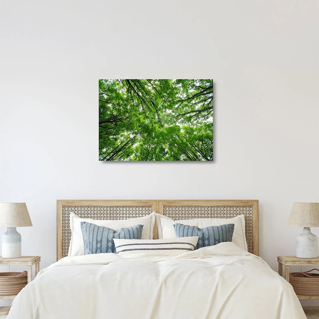 Tablou pe sticlă - privire în coroanele pomilor (70x50 cm)