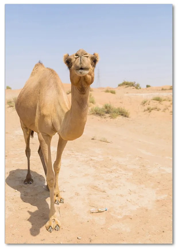 Fotografie imprimată pe sticlă Camel în deșert