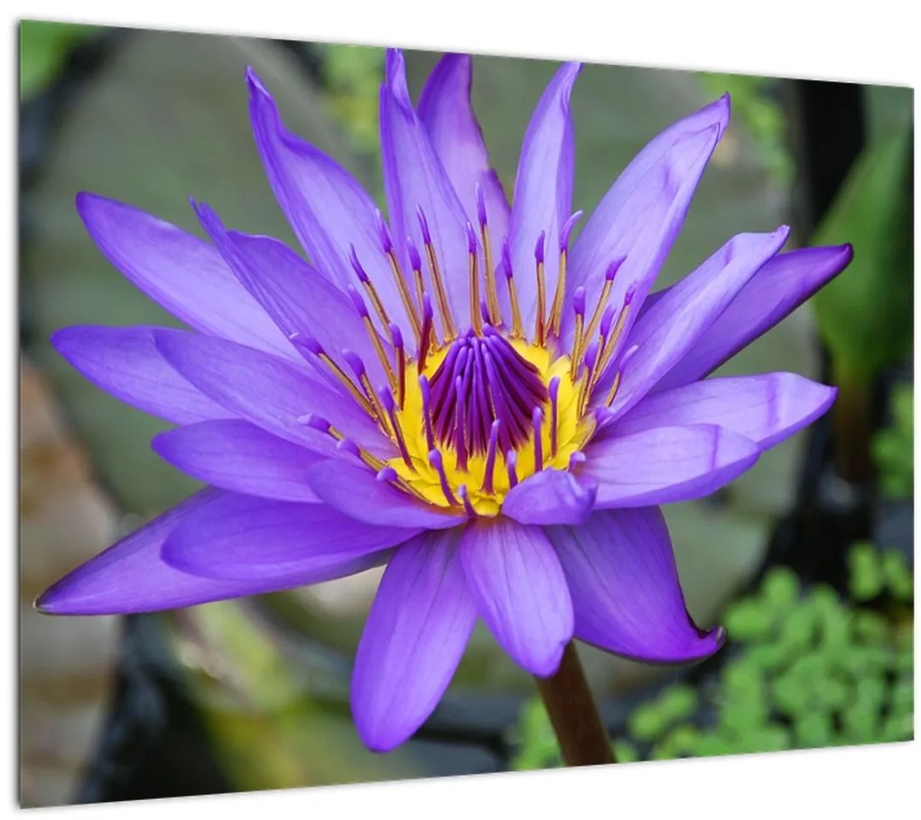 Tablou - Floare violet (70x50 cm)