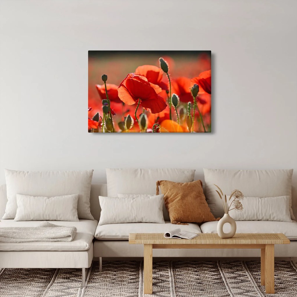 Tablou cu flori de maci (90x60 cm)