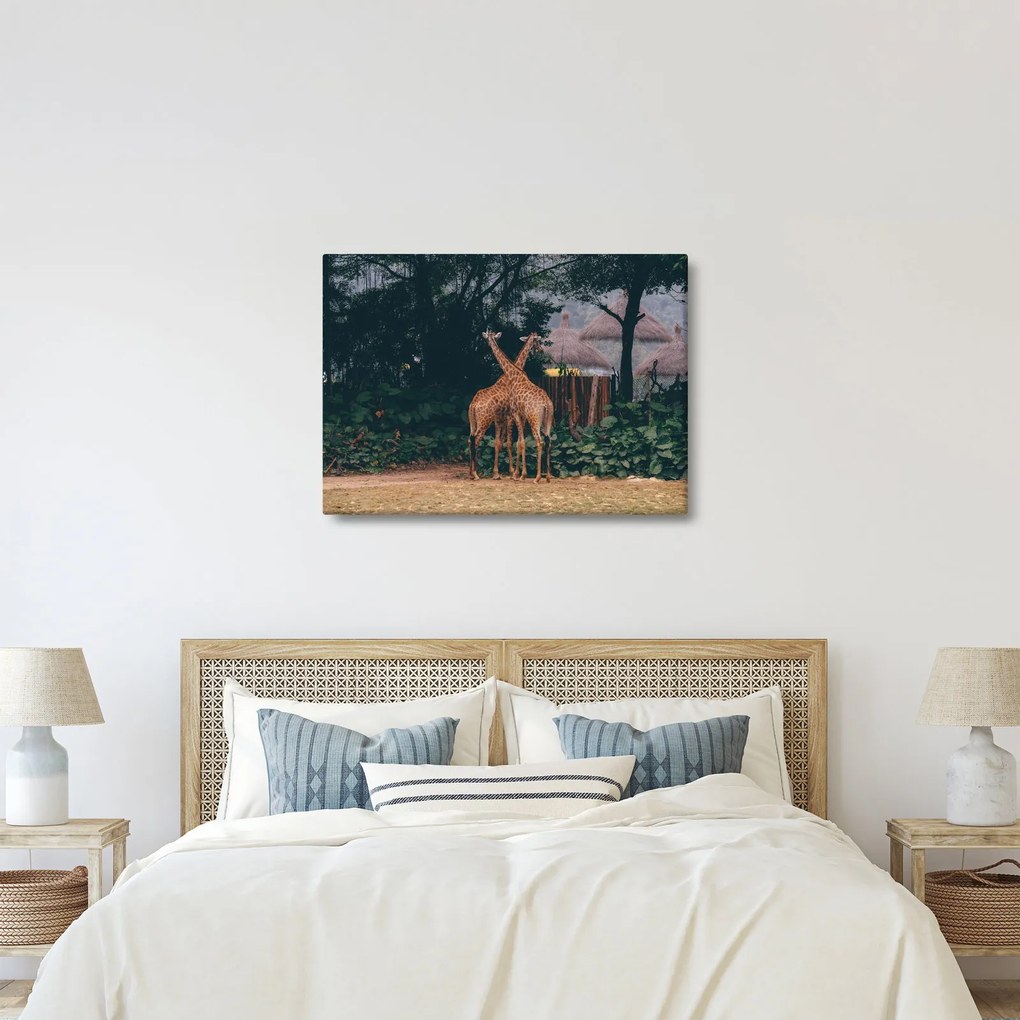 Tablou cu două girafe (70x50 cm)