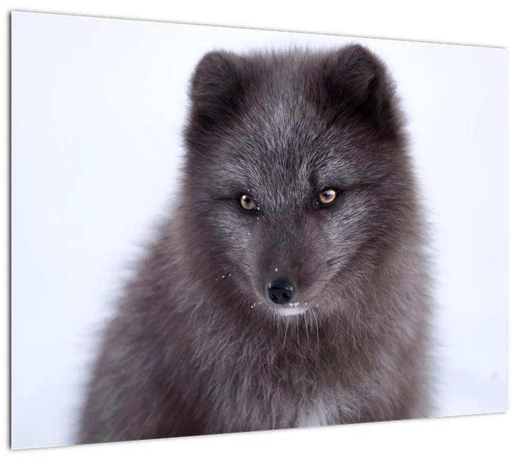 Tablou cu vulpe polară (70x50 cm)