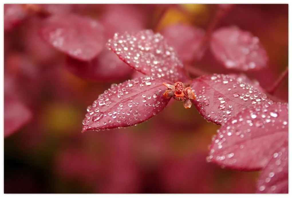 Tablou - Imagine macro a biletului (90x60 cm)