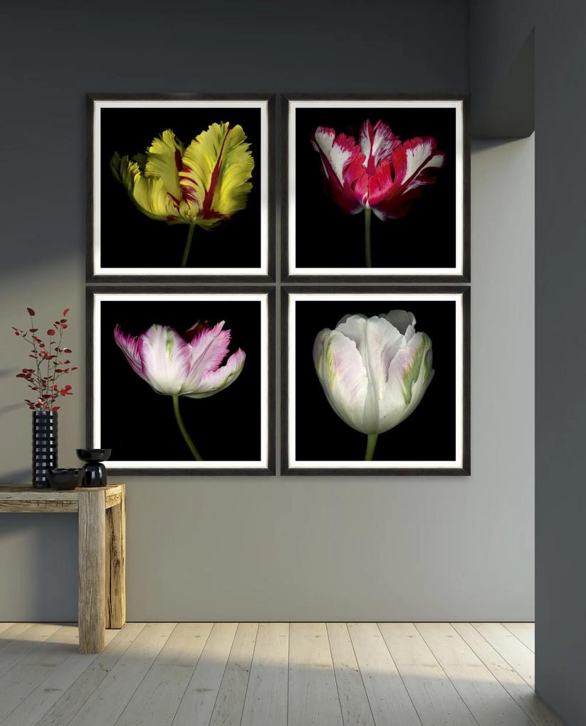 Tablou Framed Art Beautiful Tulip III