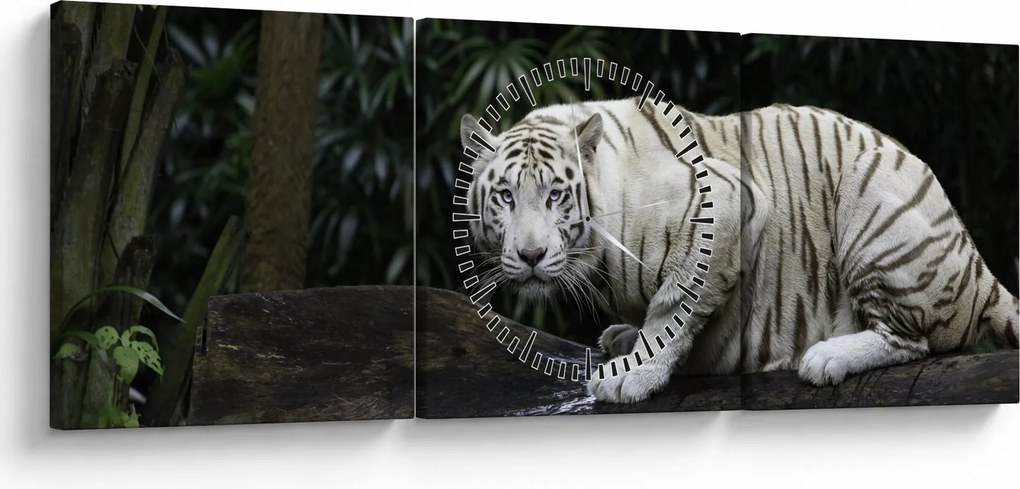 Tablou - Tigru alb (cu ceas) (90x30 cm)