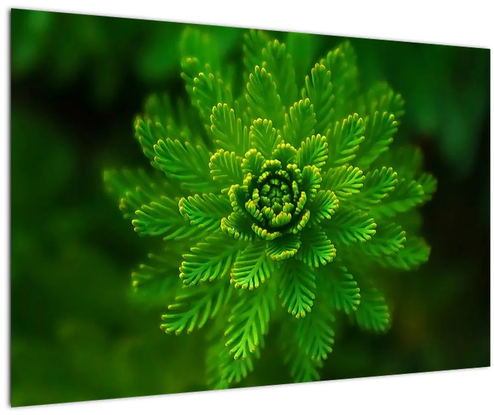 Tablou cu coniferi (90x60 cm)