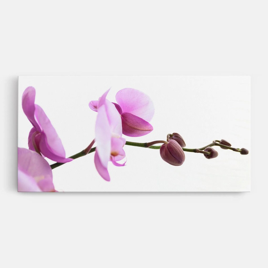 Tablou Canvas, 60x120cm, Dormitor si Living, Flori, Orhidee, Purple Orchid On White