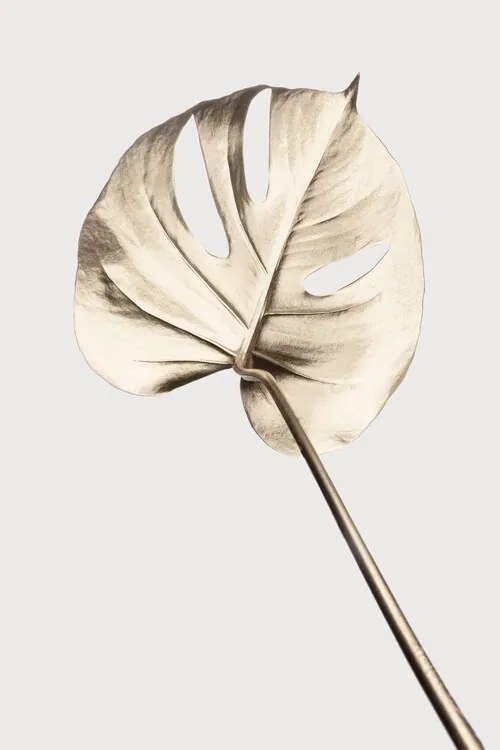 Ilustrație Monstera Gold 05, Studio Collection