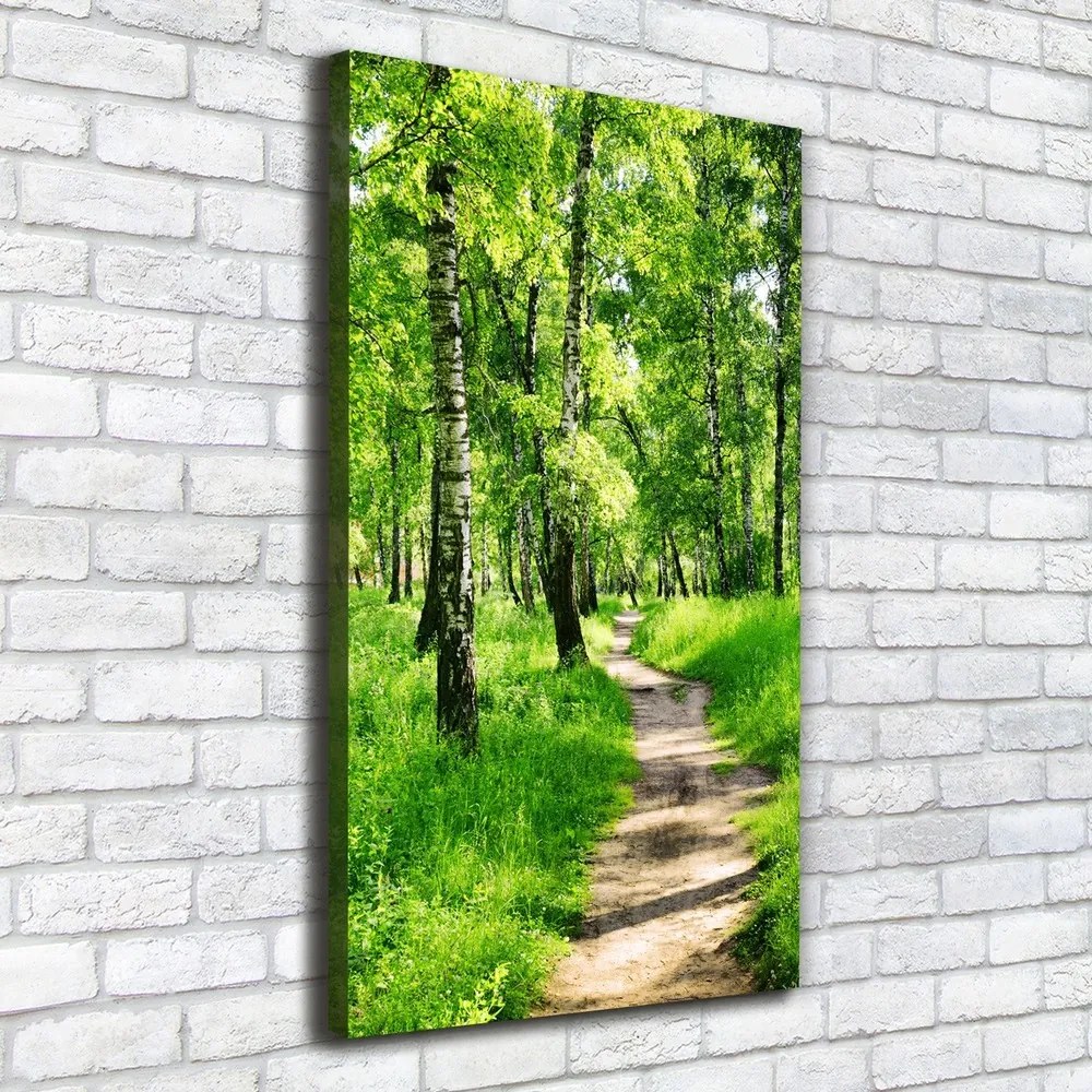 Imprimare tablou canvas Pădurea de mesteacăn