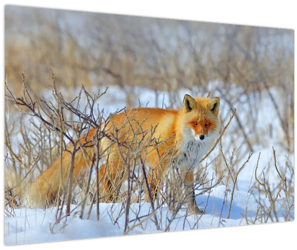 Tablou - Vulpe (90x60 cm)